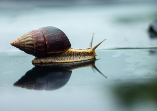 חילזון שרואים אותו ואת ההשתקפות שלו מתחתיו