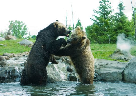 שני דובים רבים אחד חום ואחד שחור והם בתור מעיין מים ליד מפל קטן עם אבנים וברקע עצים ירוקים ודשא ירוק