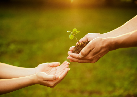 ידיים של בחור בצורת קערה שמחזיק שתיל קטן עם האדמה שלו מושיט את הידיים קדימה לתת אותו לידיים של בחורה שמולו וברקע עשב ירוק