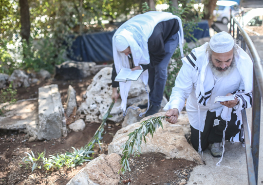 חובטים ערבות בהושענא רבא