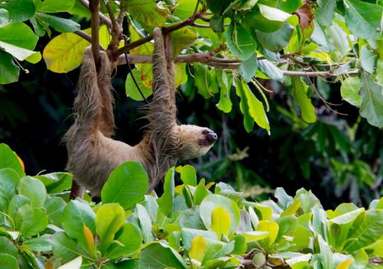 עצלן תלוי על ענף של עץ וברקע ומסביב עלים ירוקים