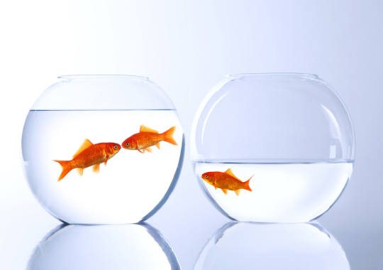 שני אקווריומים של דגי זהב שבאחד מהם יש דג אחד שמסתכל על שני הדגים באקווריום השני שמסתכלים אחד על השני